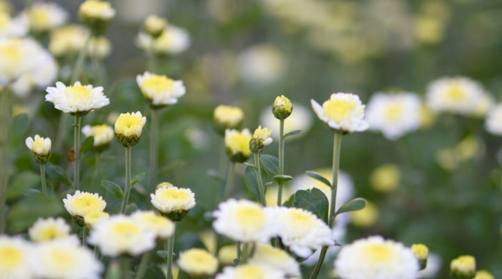 frontpage_background