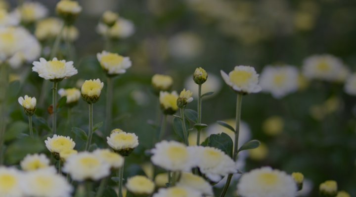 frontpage_background